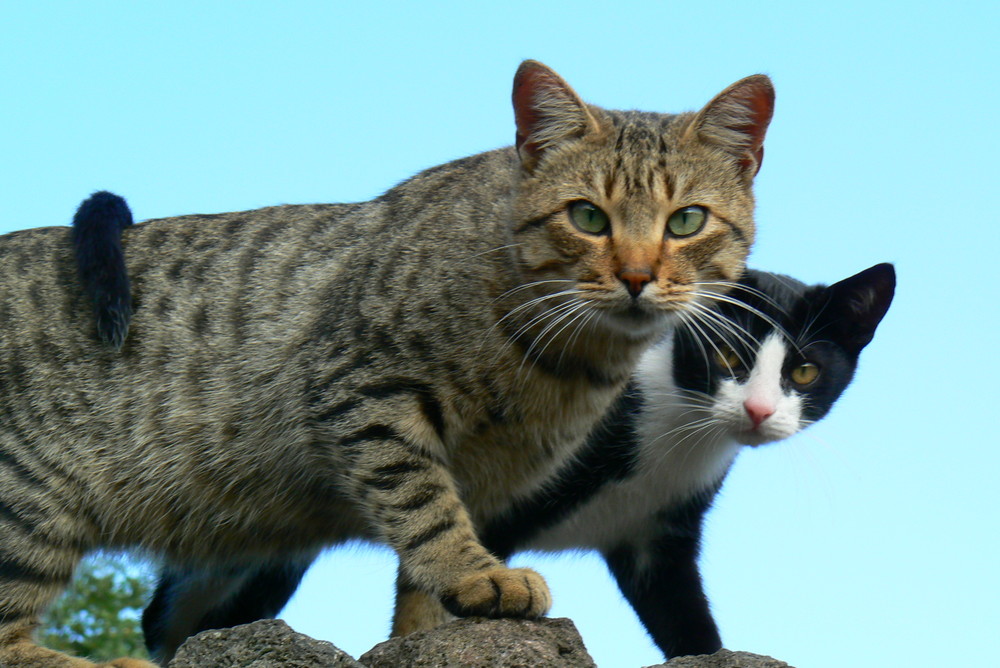 abbassa lo sguardo