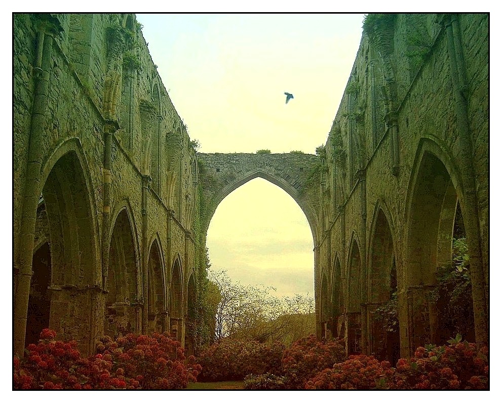 Abbaye de Beauport (22) Ruines de la nef