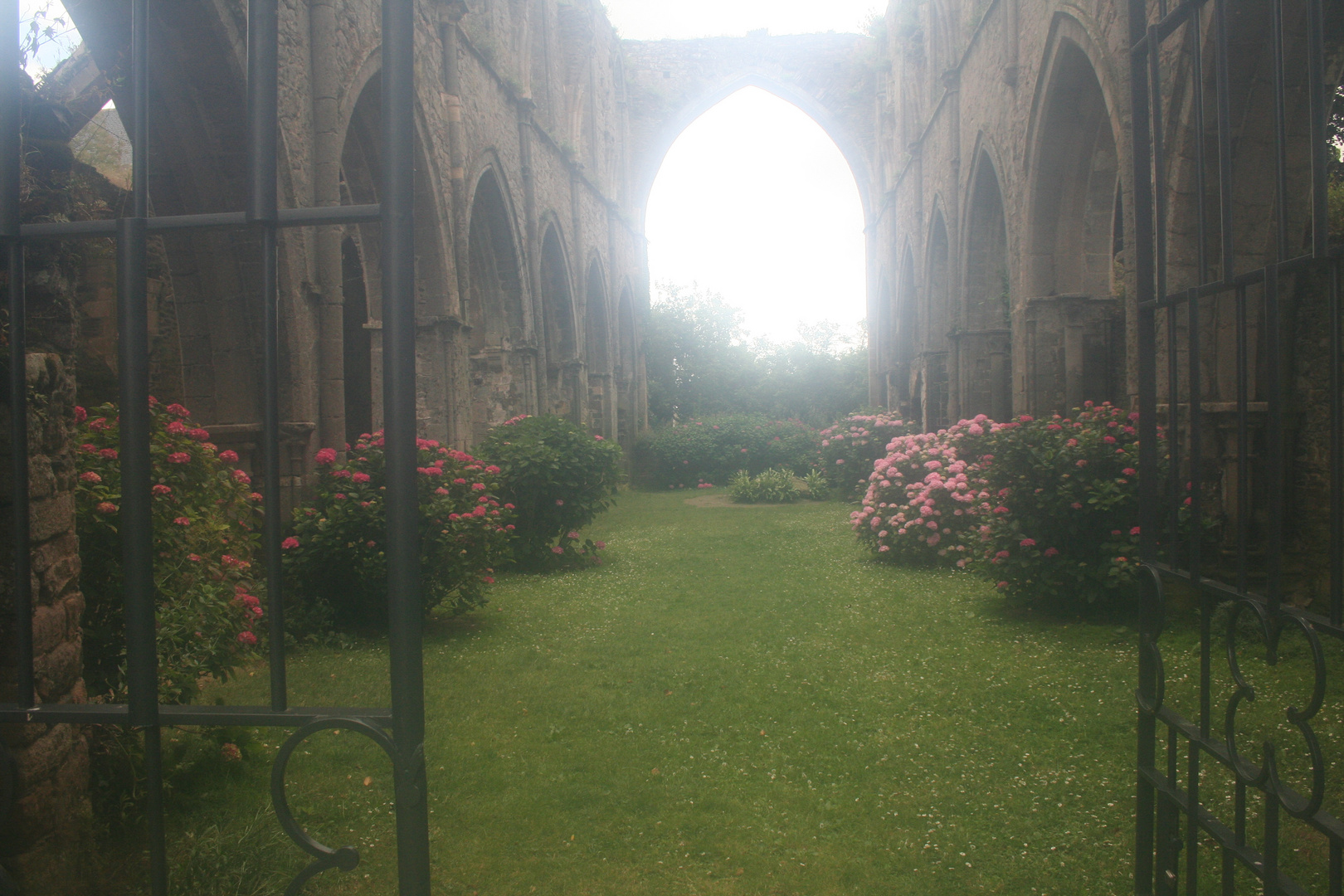 Abbaye de Beauport: Hortensien