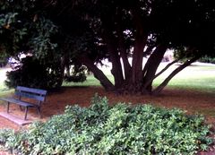 Abbaye de Cluny (16)