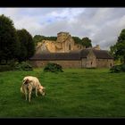 abbaye de hambye, manche, basse-normandie #1