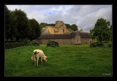 abbaye de hambye, manche, basse-normandie #1