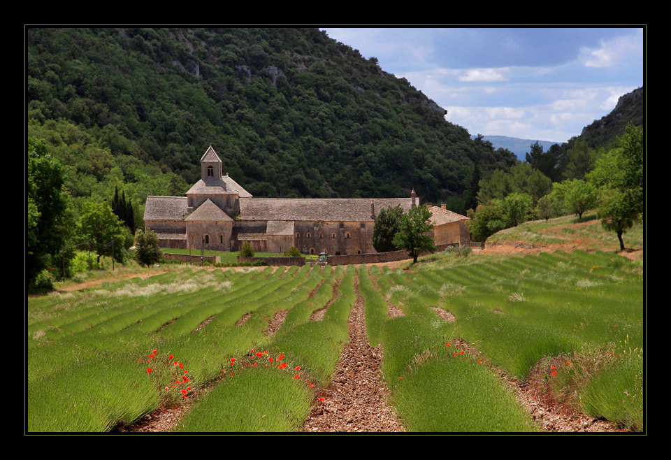 Abbaye de Sénanque