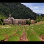 Abbaye de Sénanque