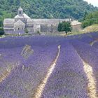 Abbaye de Sénanque