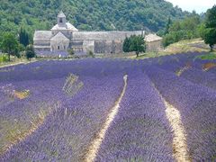 Abbaye de Sénanque