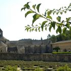 abbaye de Sénanque