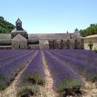 Abbaye de Senanque