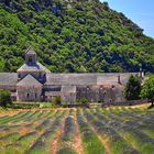 Abbaye de Sénanque