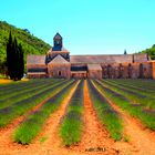 abbaye de senanque