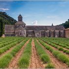 Abbaye ds Sénanque