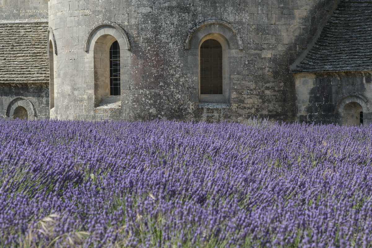 Abbaye Notre-Dame de Sénanque