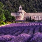 Abbaye Notre-Dame de Sénanque