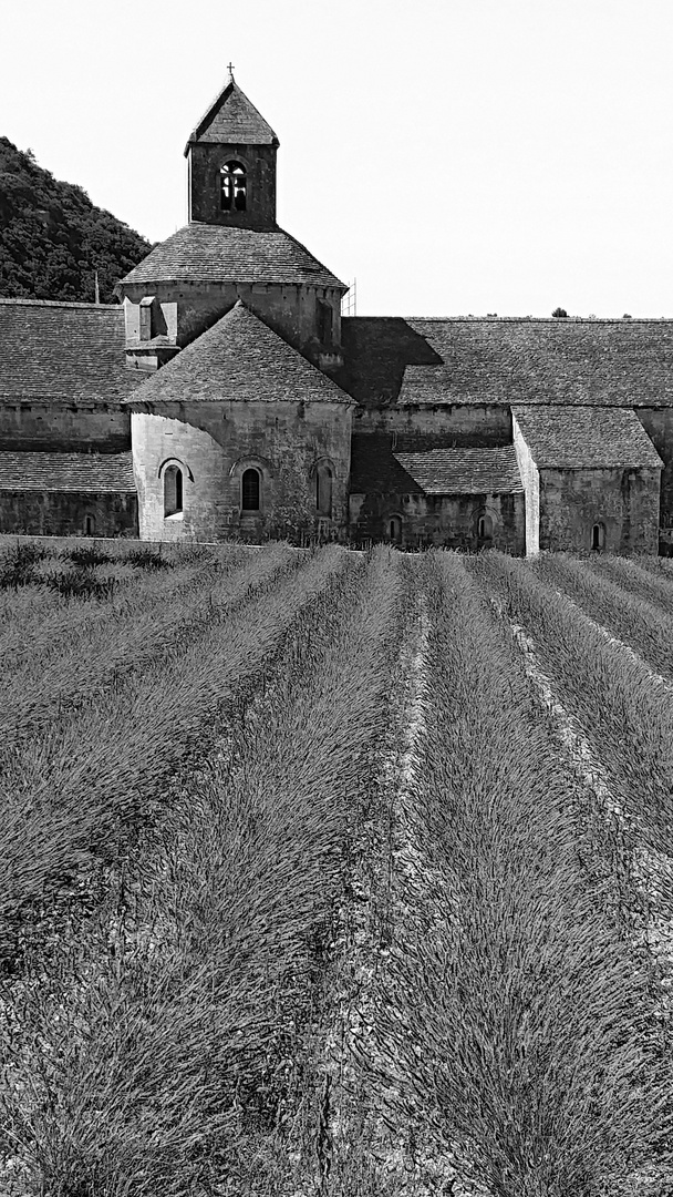 Abbaye Notre-Dame de Sénanque