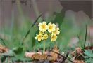 Ein Frühlingstag von Margrit Kehl