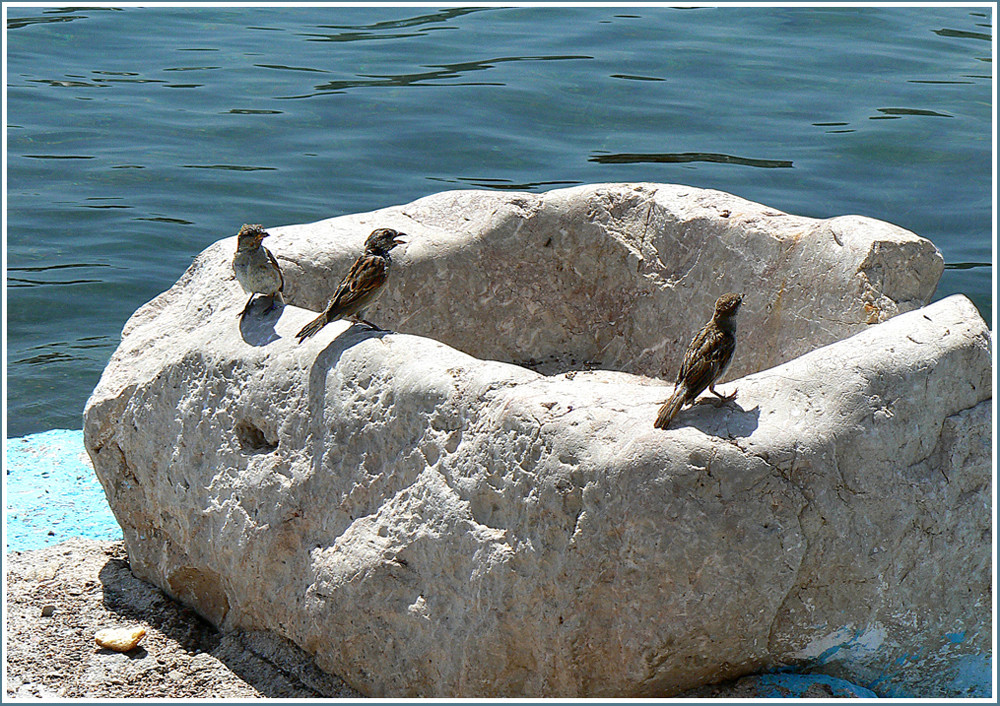 Abbeveratoio per uccelli Foto % Immagini