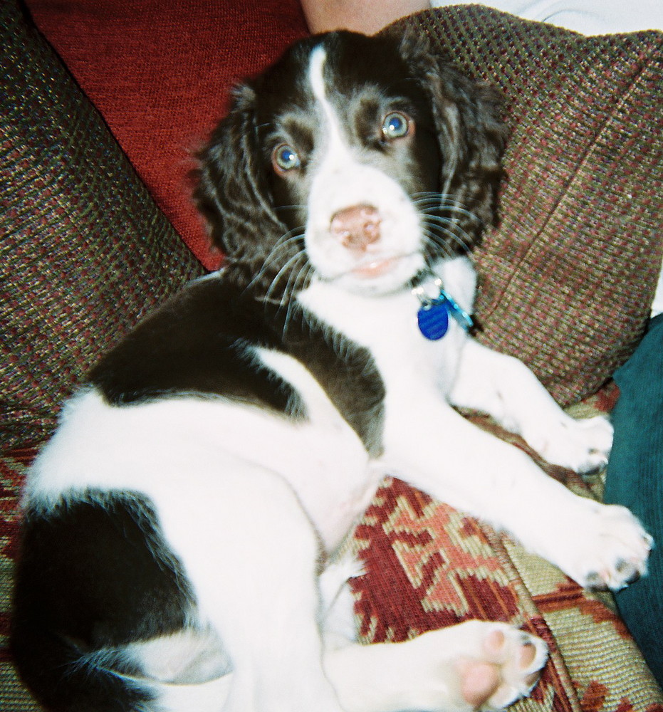 Abbey 8 weeks old