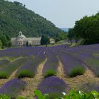 Abbey de Senanque