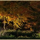 abbey grounds in hexham