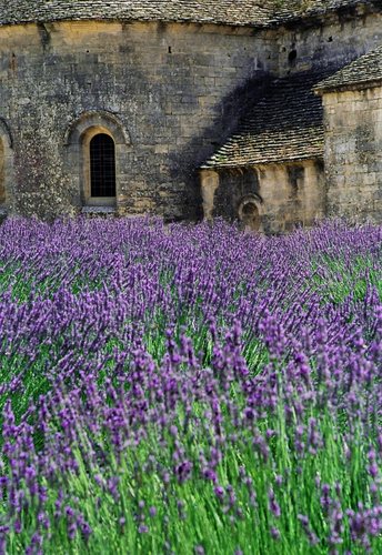 Abbey Lavender