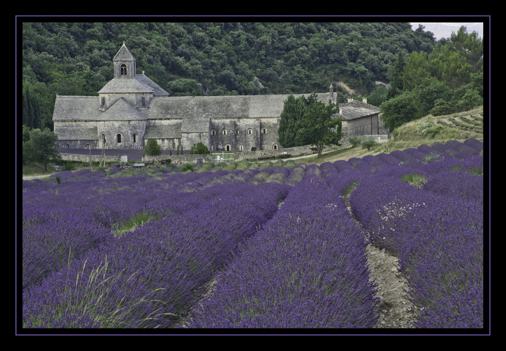 Abbey Senanque