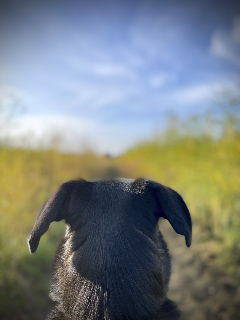 Abbie - und die weiten der Felder im Herbst !