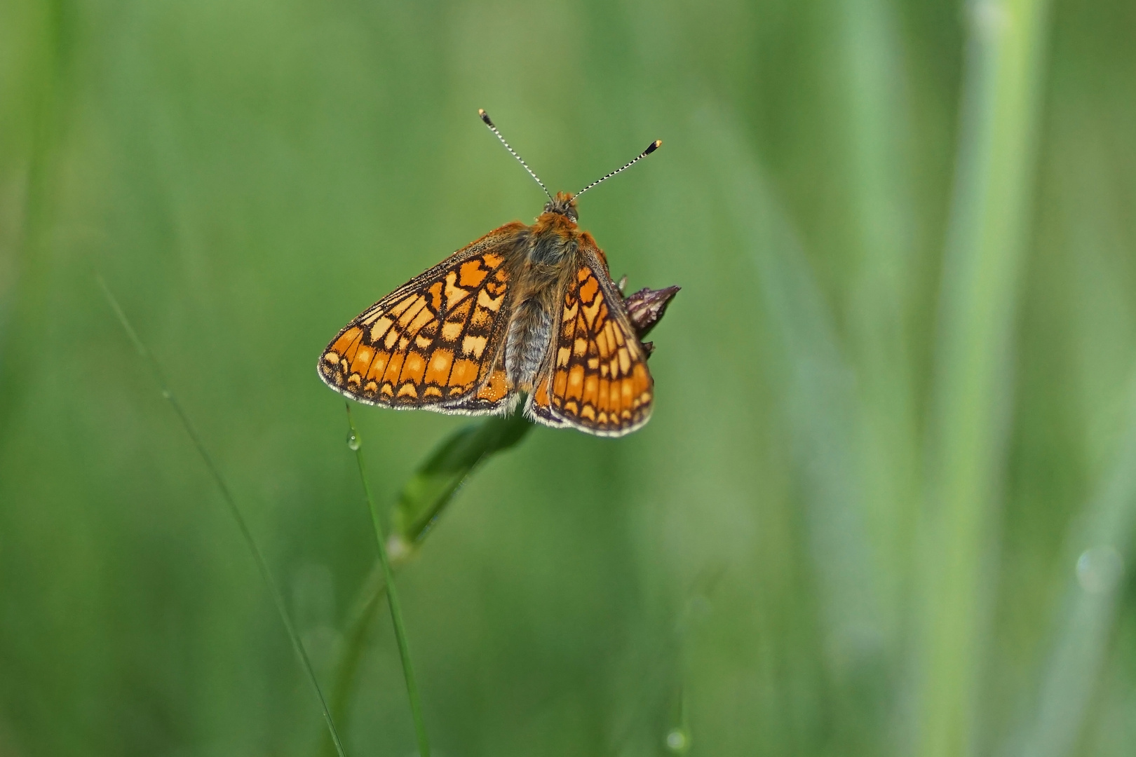 Abbiss-oder Goldener-oder auch Skabiosen-Scheckenfalter (Euphydryas aurinia)