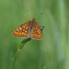 Abbiss-oder Goldener-oder auch Skabiosen-Scheckenfalter (Euphydryas aurinia)