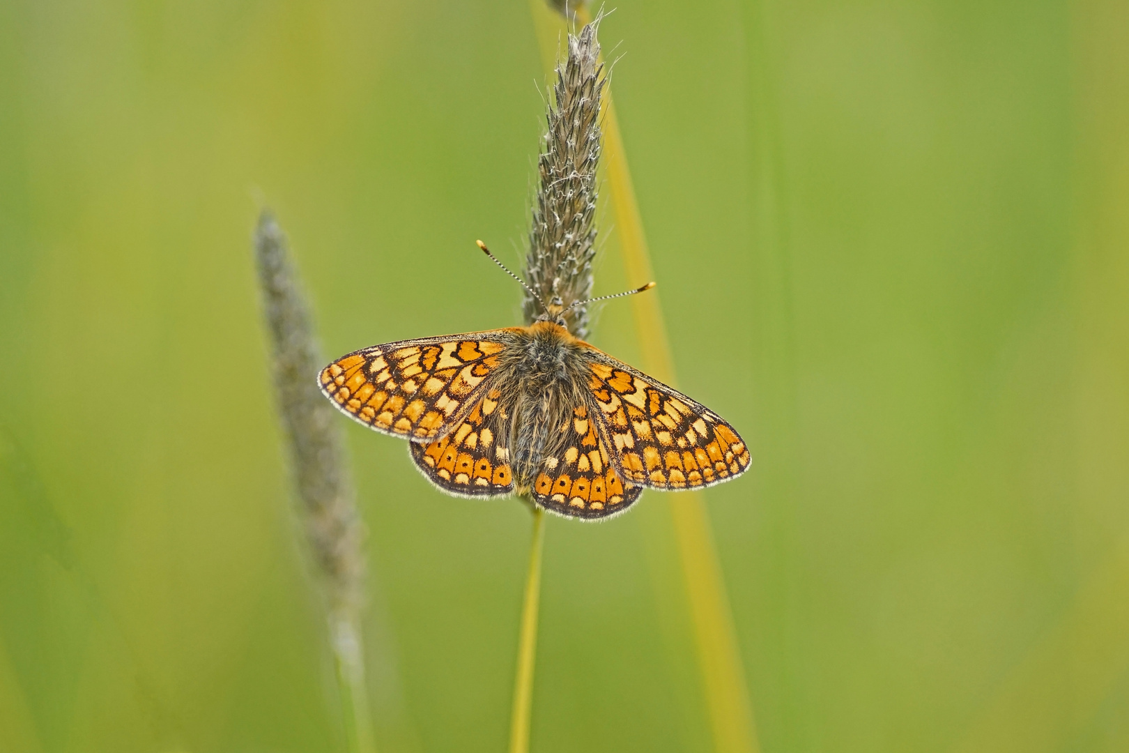 Abbiss-Scheckenfalter (Euphydryas aurinia), Männchen