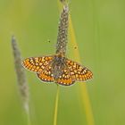 Abbiss-Scheckenfalter (Euphydryas aurinia), Männchen