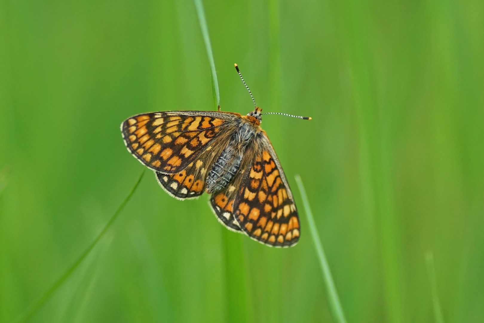 Abbiss-Scheckenfalter (Euphydryas aurinia), Weibchen