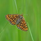 Abbiss-Scheckenfalter (Euphydryas aurinia), Weibchen