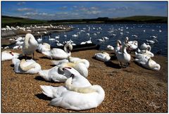 Abbotsbury Swannery