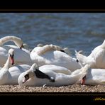 Abbotsbury Swannery