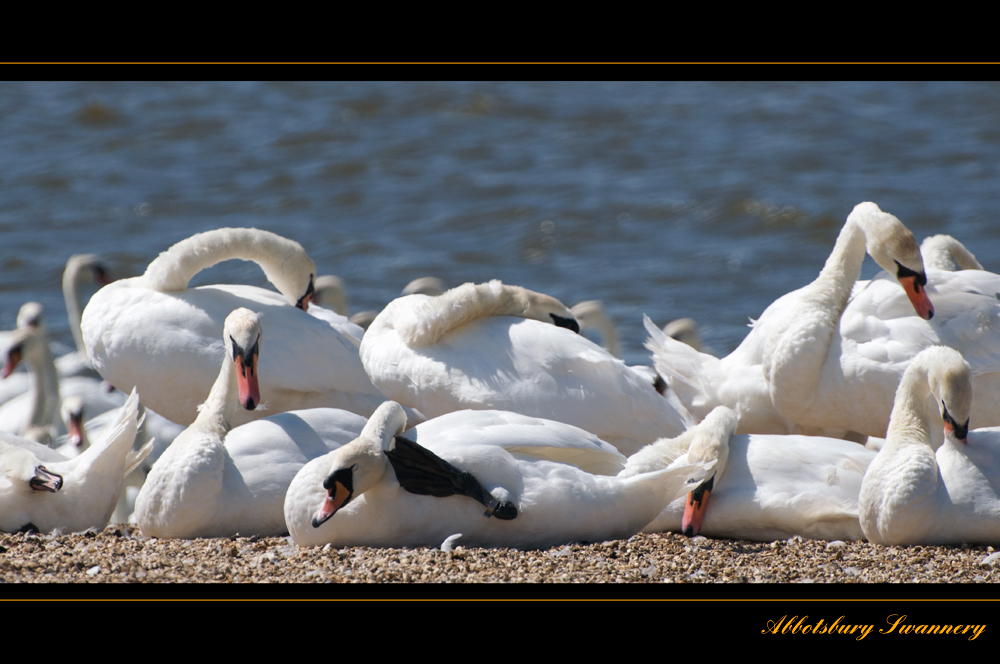 Abbotsbury Swannery