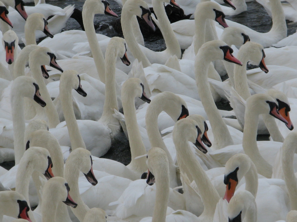 Abbotsbury Swannery