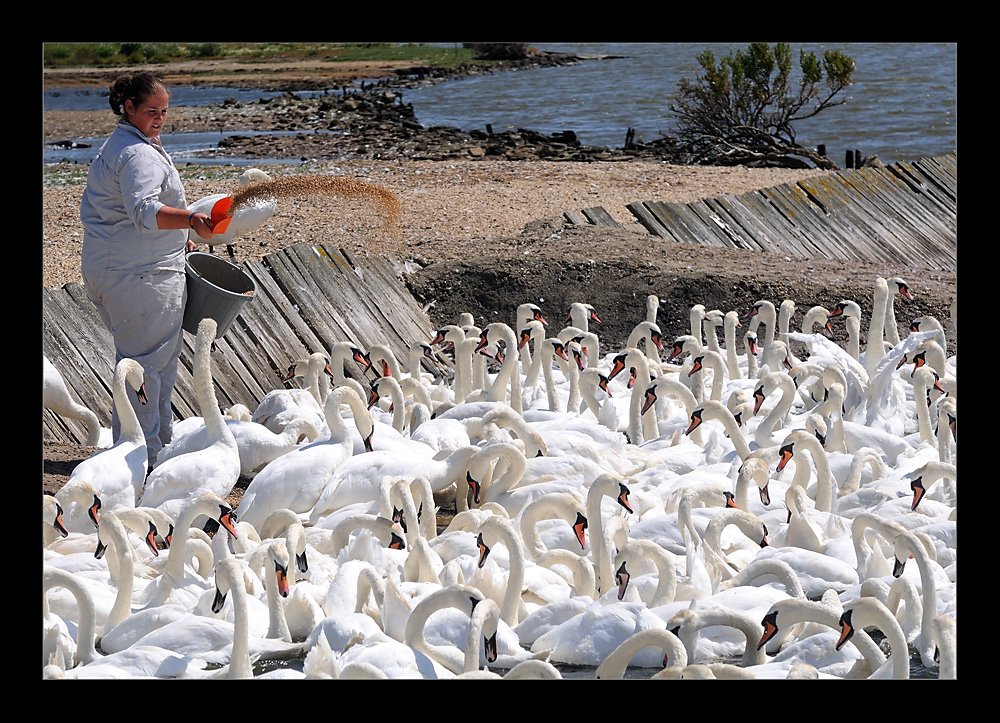 Abbotsbury Swannery II