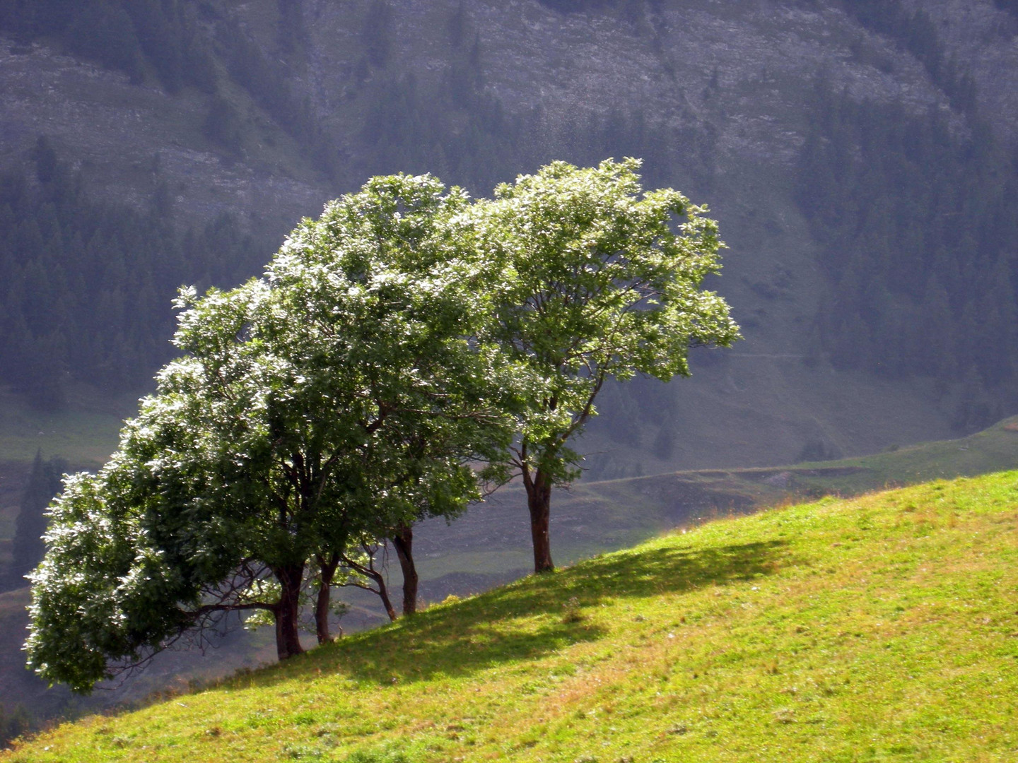 Abbraccio di alberi