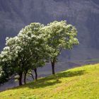 Abbraccio di alberi