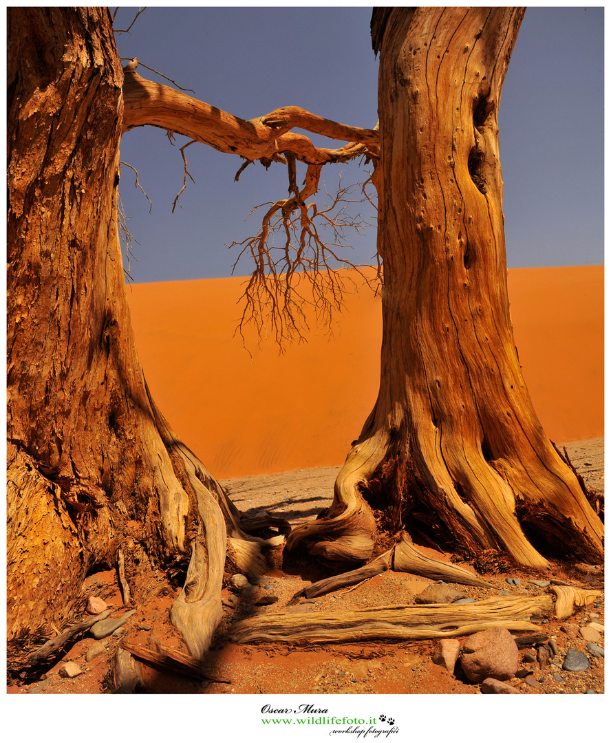  abbraccio per la vita #sossusvlei #namibia www.wildlifefoto.it 