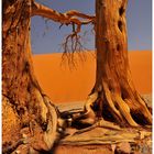  abbraccio per la vita #sossusvlei #namibia www.wildlifefoto.it 