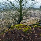 Abbrechende Steilküste am Schnellmarker Holz