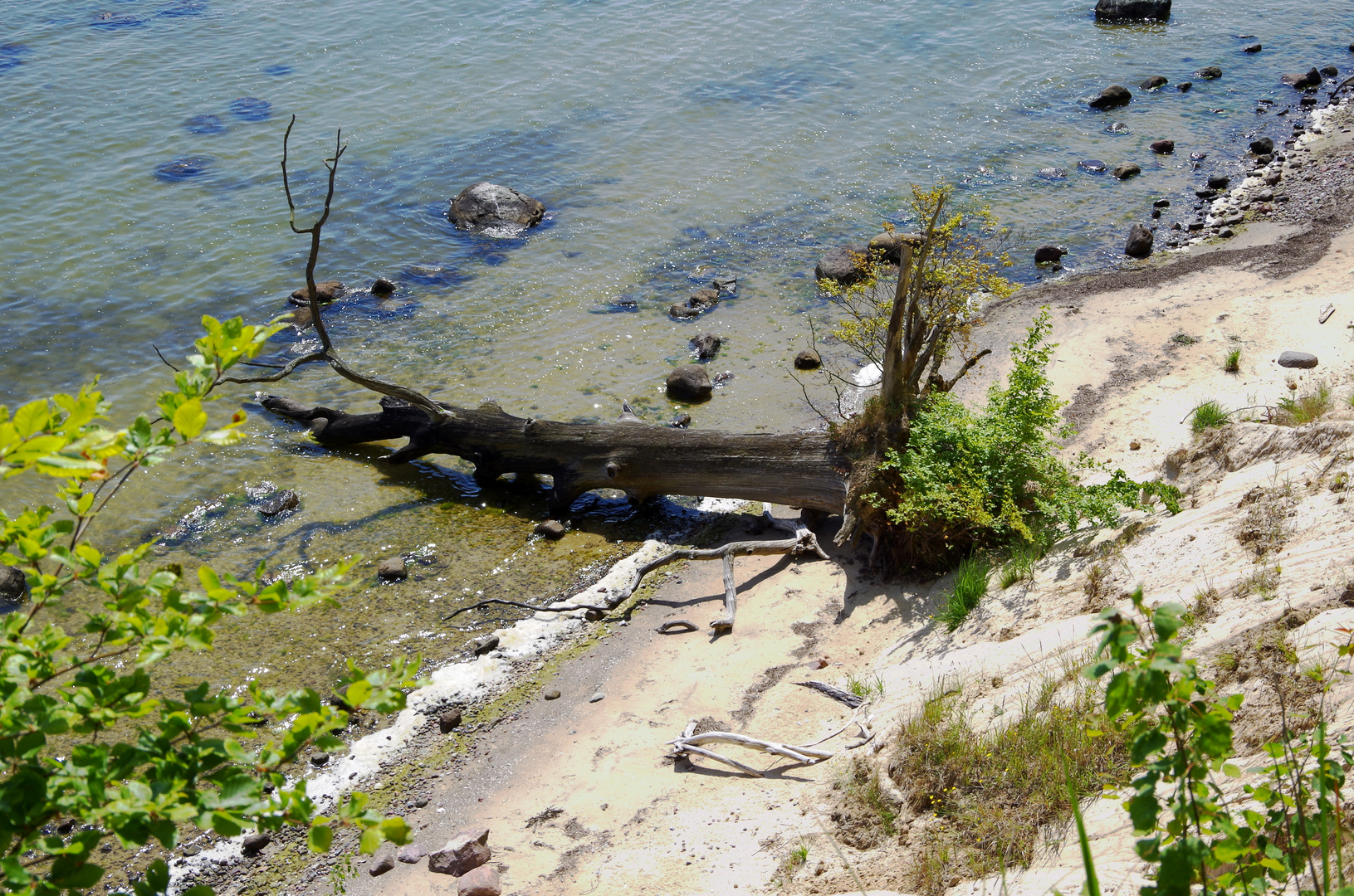 Abbruch an einer Steilküste der Insel Vilm