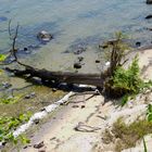 Abbruch an einer Steilküste der Insel Vilm