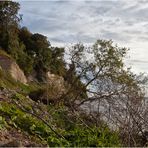 Abbruchkante Kreidefelsen auf Rügen ...