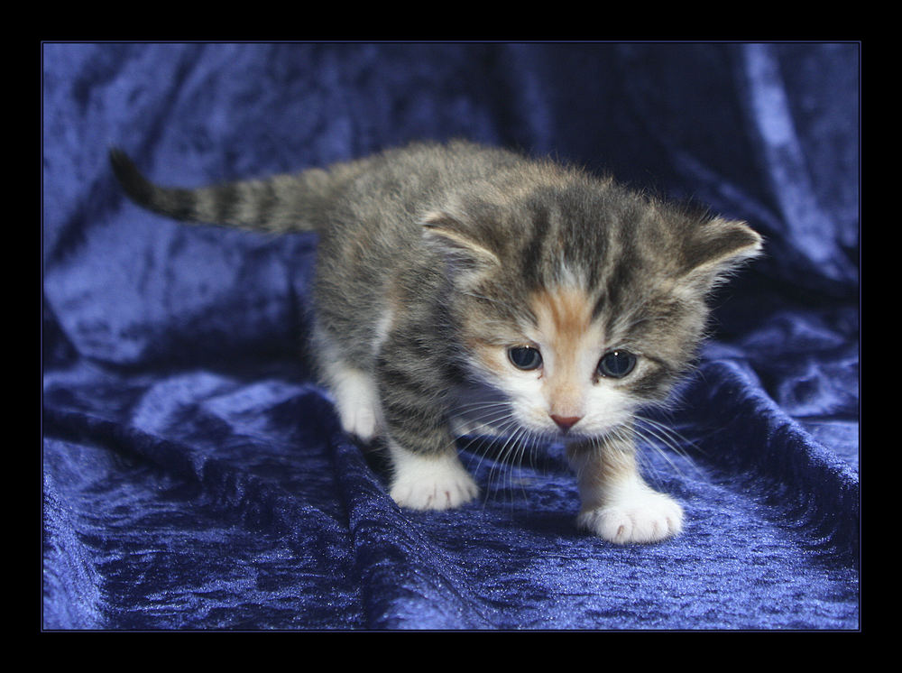 Abby 4 Wochen alt Foto & Bild tiere, haustiere, katzen Bilder auf