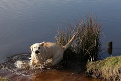 Abby am großen Meer