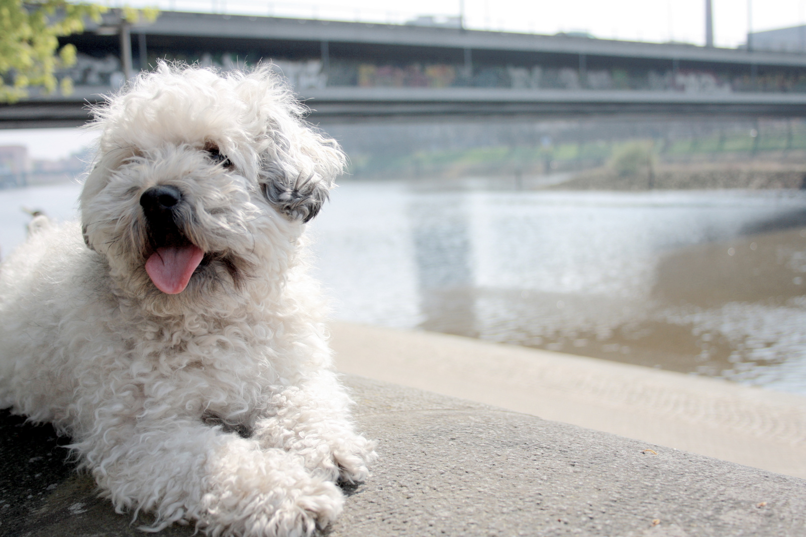 Abby an der Weser