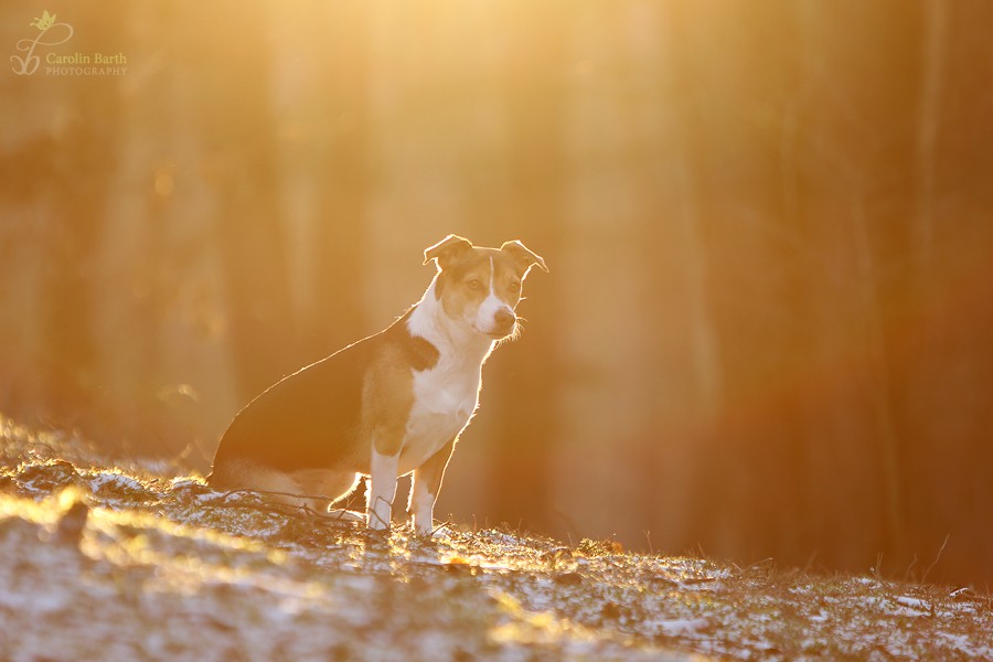 Abby im Licht