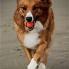 Abby mit Ball am Strand